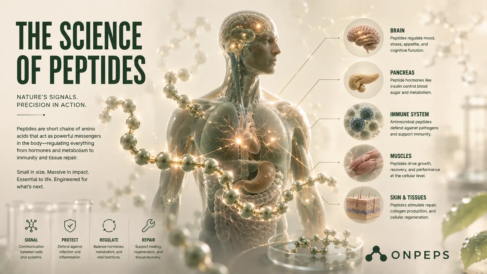 You are currently viewing Peptides, Hormones and Cellular Signaling: A Scientific Overview